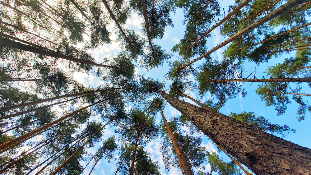 lumber industry